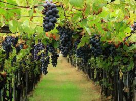 Vino, Coldiretti: “Aperto il bando per gli investimenti. Domande entro il 15 novembre”