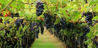 Vino, da Coldiretti il piano salva-vigneti con vendemmia verde e distillazione volontaria