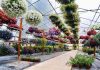 Dal Governo via libera alla vendita di piante e fiori