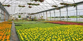 Florovivaismo: Cia, settore paga doppio il prezzo della crisi. Pesano i costi (+74%)