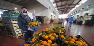 Coronavirus, l’agroalimentare italiano chiede di rafforzare la PAC