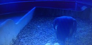 Fontana: ” Ce la faremo amici”, e posta la foto dei falchetti nati sul tetto del Pirellone