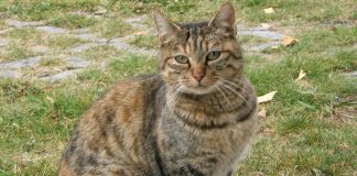 Covid, gatto lavato con la candeggina muore poco dopo Covid, gatto lavato con a candeggina muore poco dopo