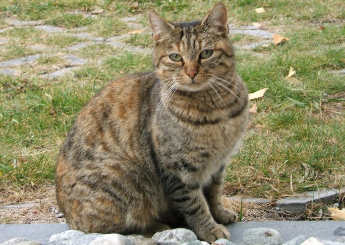 Covid, gatto lavato con a candeggina muore poco dopo