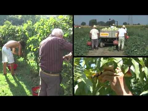 Vita Agricola – Puntata 18 – Venerdì 3 aprile 2020