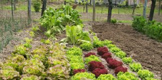Consentita la cura degli orti anche agli hobbisti, Rolfi: “Cura della terra è elemento essenziale della nuova normalità”