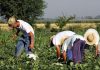 Manodopera nei campi, Confagricoltura propone di far lavorare chi percepisce il reddito di cittadinanza Manodopera nei campi, Confagricoltura propone di far lavorare chi percepisce il reddito di cittadinanza
