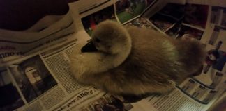 Parco del Mincio: liberato dal filo da pesca, il piccolo cigno è tornato a nuotare