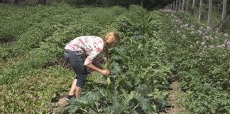 Cia chiede al govenro un fondo a sostegno delle imprenditrici agriciole