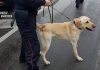 Castiglione Delle Stiviere: il cane “Grom” fiuta la droga. Denunciato 26enne indiano