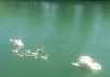 Parco del Mincio: vigili del fuoco salvano cigno e prole con amo in gola