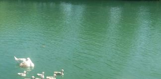 Parco del Mincio: vigili del fuoco salvano cigno e prole con amo in gola