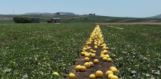 Qualità elevata e prezzi ottimi, stagione dei meloni ok. Si teme il crollo dei prezzi