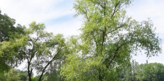 Parchi e giardini pubblici: ecco i Comuni che hanno rinviato l’apertura Parchi e giardini pubblici: ecco i Comuni che hanno rinviato l'apertura