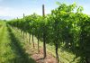 Vino, Coldiretti Mantova: oltre 400.000 euro sul territorio per riconversione vigneti
