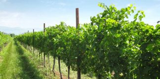 Vino, Coldiretti Mantova: oltre 400.000 euro sul territorio per riconversione vigneti