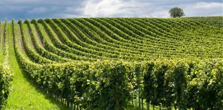 Gli italiani e l’agricoltura, cresce l’attenzione per la qualità