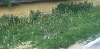 Buscoldo rimane senz’acqua a causa di una grossa perdita a San Silvestro. Tea già al lavoro Buscoldo rimane senz'acqua a causa di una grossa perdita a San Silvestro. Tea già al lavoro