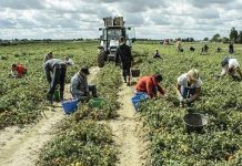 Bracciante si accascia nei campi durante la raccolta dei meloni: è gravissimo Covid, Ats: "nel tempo libero non abbassare la guardia". Ai sindaci: "attenzione ai gruppi di lavoratori nelle campagne"