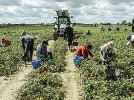 Bracciante si accascia nei campi durante la raccolta dei meloni: è gravissimo Covid, Ats: "nel tempo libero non abbassare la guardia". Ai sindaci: "attenzione ai gruppi di lavoratori nelle campagne"