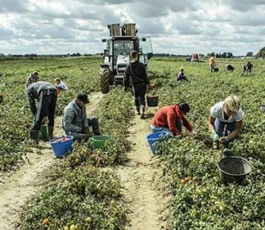 Bracciante si accascia nei campi durante la raccolta dei meloni: è gravissimo Covid, Ats: "nel tempo libero non abbassare la guardia". Ai sindaci: "attenzione ai gruppi di lavoratori nelle campagne"