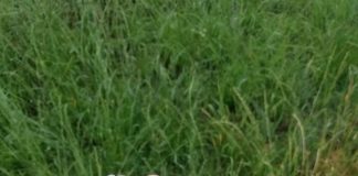 Grandine nel basso mantovano: tecnici di Coldiretti al lavoro per quantificare i danni