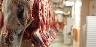 Peste suina, è allarme occupazione: Flai Cgil chiede incontro urgente con Regione e Ats