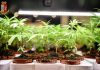 Hashish in garage e marijuana in giardino: denunciato 32enne mantovano