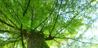 Goito, il 14 giugno riapre il Parco delle Bertone con le GEV