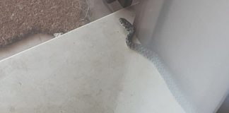 Un serpente sull’uscio di casa. Da Curtatone segnalazioni sulla presenza dei rettili