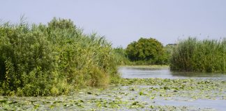 Parco del Mincio, parte la terza campagna di contenimento del pesce siluro