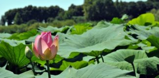 Fai Mantova: domenica c’è il giro in barca per ammirare la fioritura dei Fior di Loto.