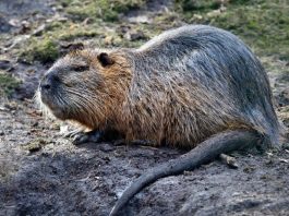 Suzzara, approvata la convenzione per il contenimento delle nutrie