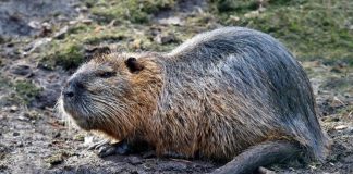 Rapporto nutrie: dal 2017 al 2020 zero catture nel comune di Mantova. Il centrodestra chiede lumi