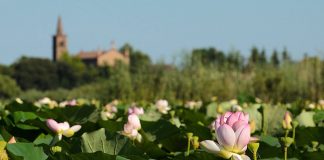 “In bici alla scoperta del Mincio”, domenica tour in bici tra Mantova e Grazie