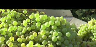 Vendemmia verde, Rolfi: “Provvedimento tardivo e burocratico. Produttori lombardi non la useranno”