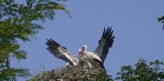 Ferragosto a Parco Bertone: visite gratuite con le GEV e cicogne in volo tra gli alberi secolari