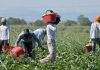 Blitz anticaporalato nel Mantovano: in agricoltura irregolare un’impresa su due