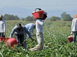 Covid, screening a tappeto dell’Ats nelle aziende agricole: oggi altri 365 tamponi effettuati