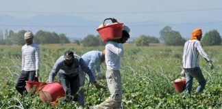 Meloni, Coldiretti Mantova: la concentrazione dell’offerta comprime i prezzi. Stagione 2021 “qualità elevata”