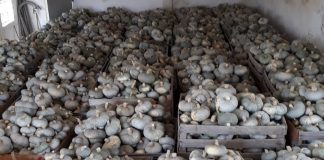 Zucca, produzione 2020 eccellente soprattutto per la varietà “Capèl da prét”