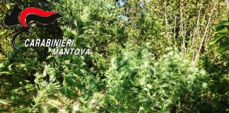 A Moglia una piantagione di marijuana dietro la cappella votiva dedicata alla Vergine Maria. E’ caccia ai responsabili