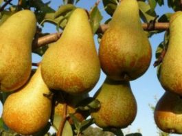 Filiera della pera, Rolfi: “Il 29 settembre tavolo regionale”. Da Mantova 128 domande di risarcimento danni per gelate e cimice asiatica