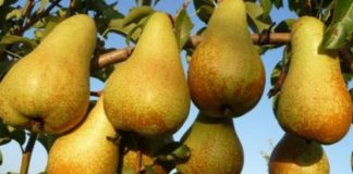 Pere, Morselli (Coldiretti Ostiglia): superato rischio gelate, prospettive positive