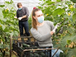 Regione Lombardia alza i contributi per i giovani agricoltori. Contributi fino a 40mila euro