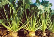 Barbabietola da zucchero sempre più in crisi, Confagricoltura Mantova: “-62% in 15 anni”