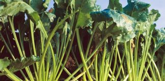 Un’ottima annata per la barbabietola da zucchero. Spaventano, però i cambiamenti climatici