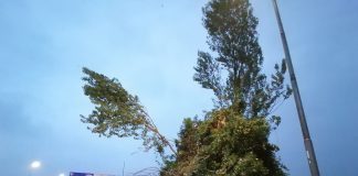 Albero crollato all’incrocio tra la Sp 63 e la Sp 420: vigili del fuoco a lavoro