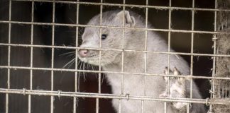 Dopo la Danimarca, visoni positivi al Covid anche in un allevamento lombardo: l’on. Zolezzi chiede l’intevento del Ministero della salute