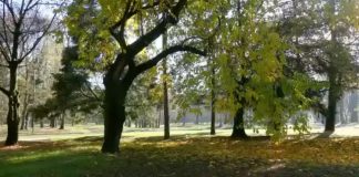 Palazzi annuncia: “Nel 2022 un bosco urbano in Valletta Valsecchi”